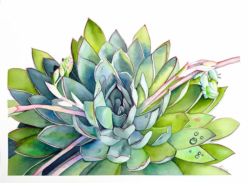 Succulent - image 1 - student project
