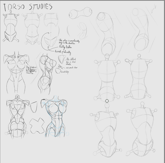 Female torso + female torso studies - image 2 - student project