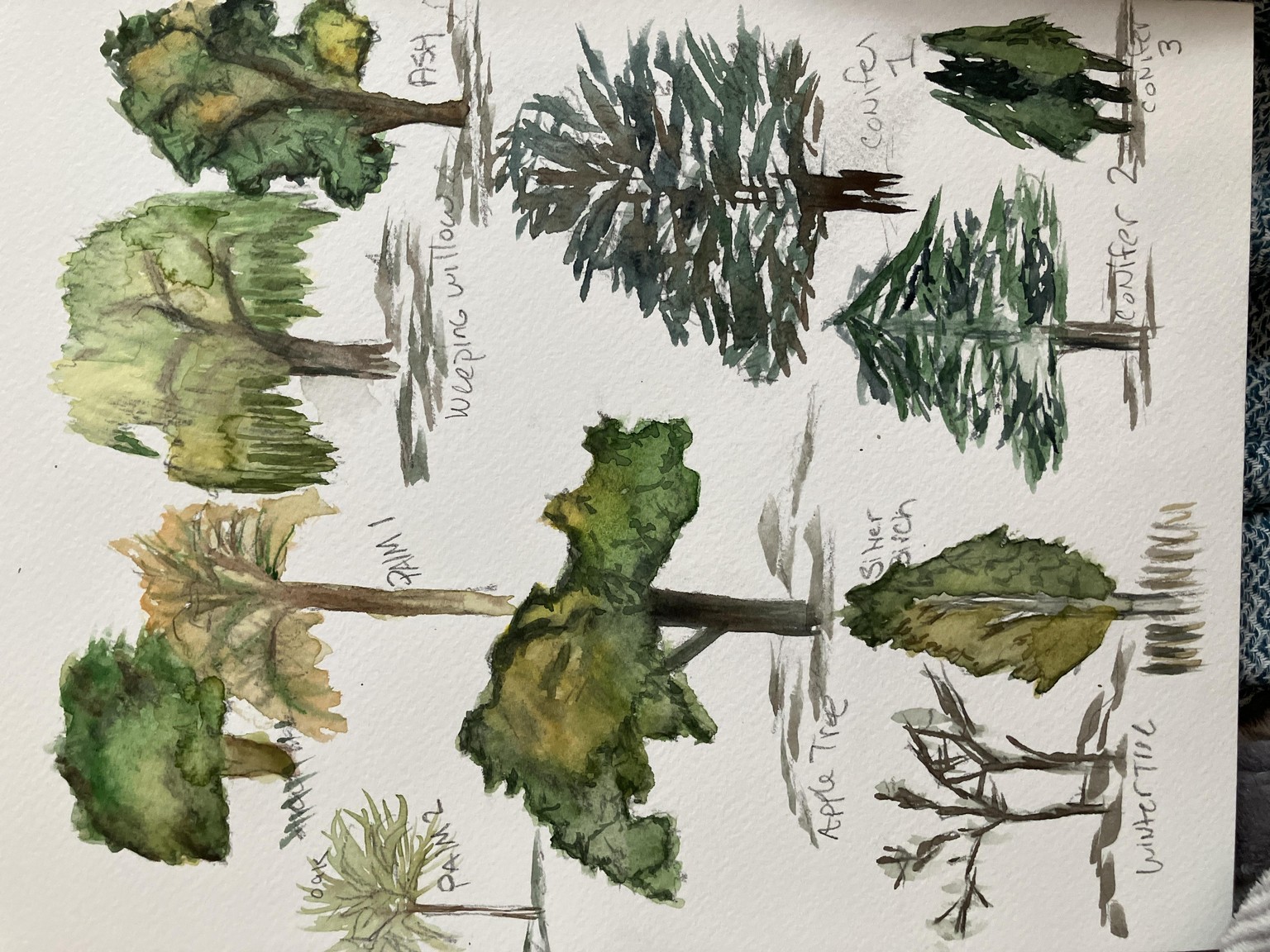 Trees -pencil and watercolor - image 1 - student project