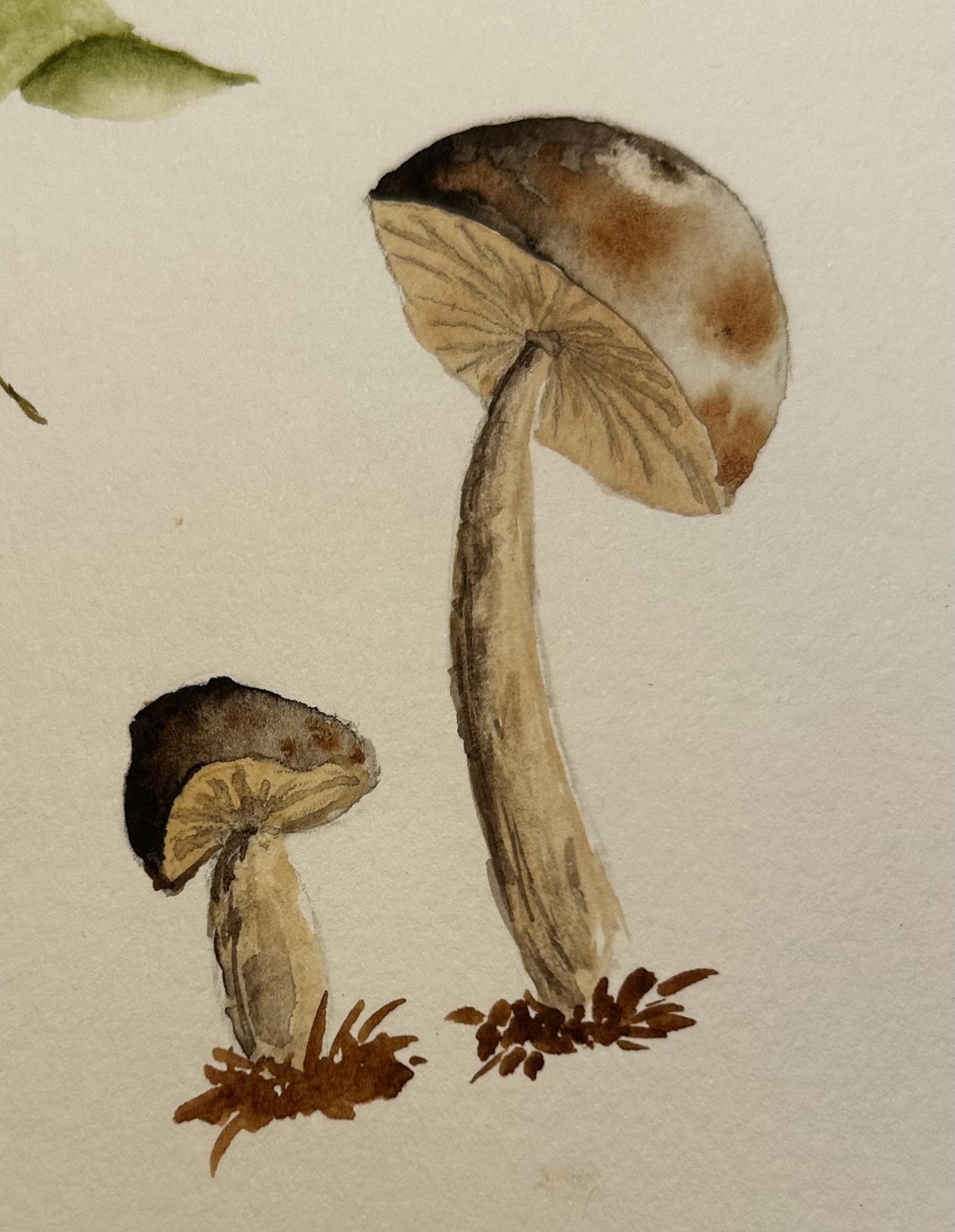 mushrooms and pumpkins - image 1 - student project