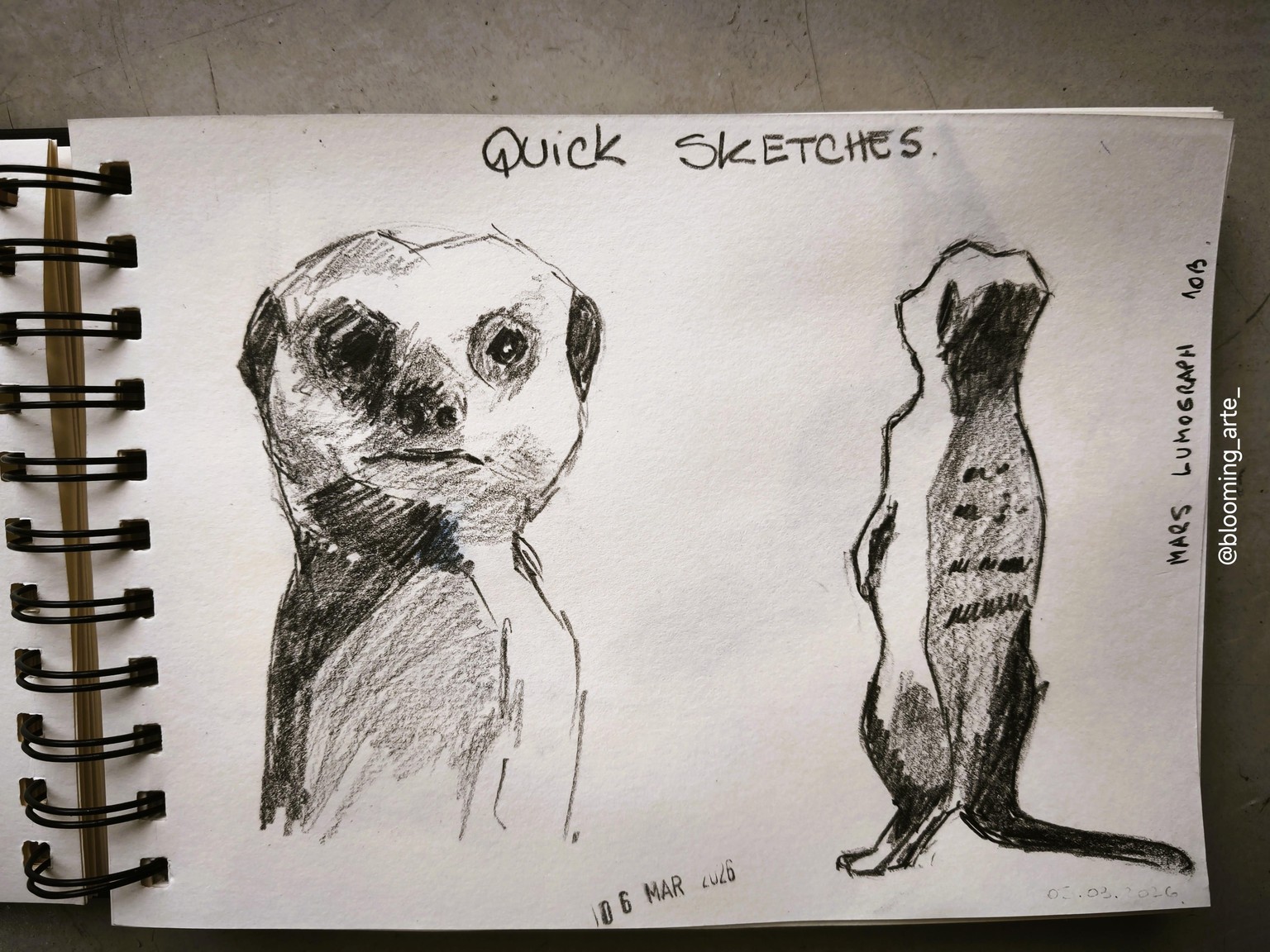 Pencil Sketching: quick and loose animals - image 8 - student project