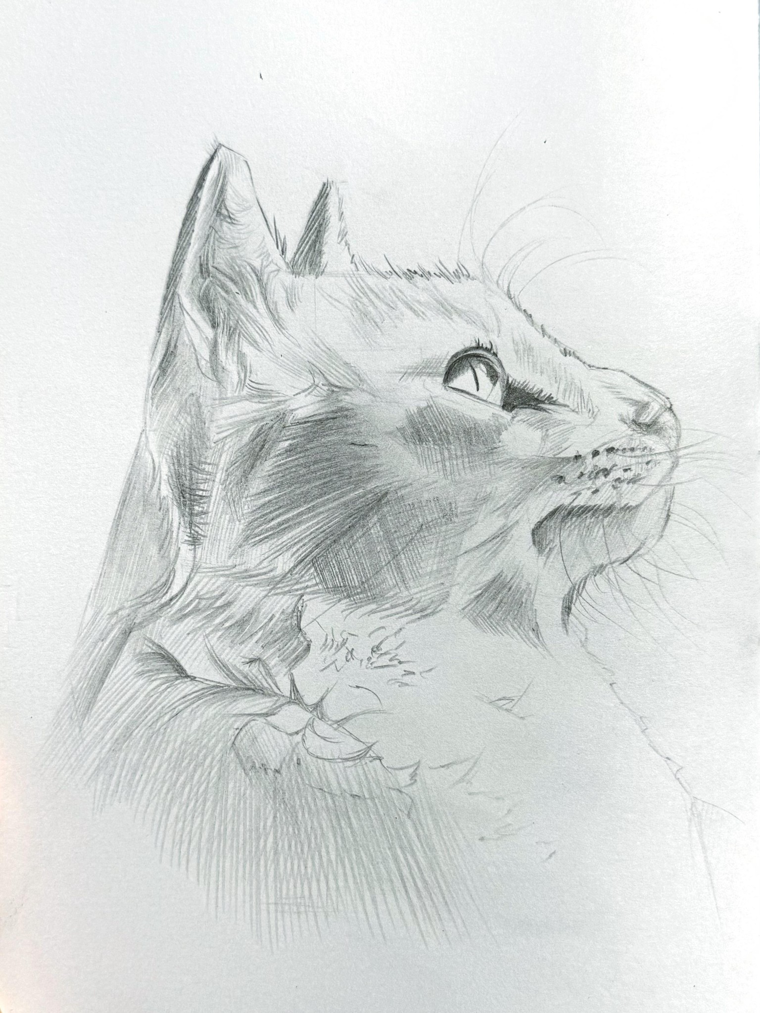 Kittens🐾 - image 1 - student project