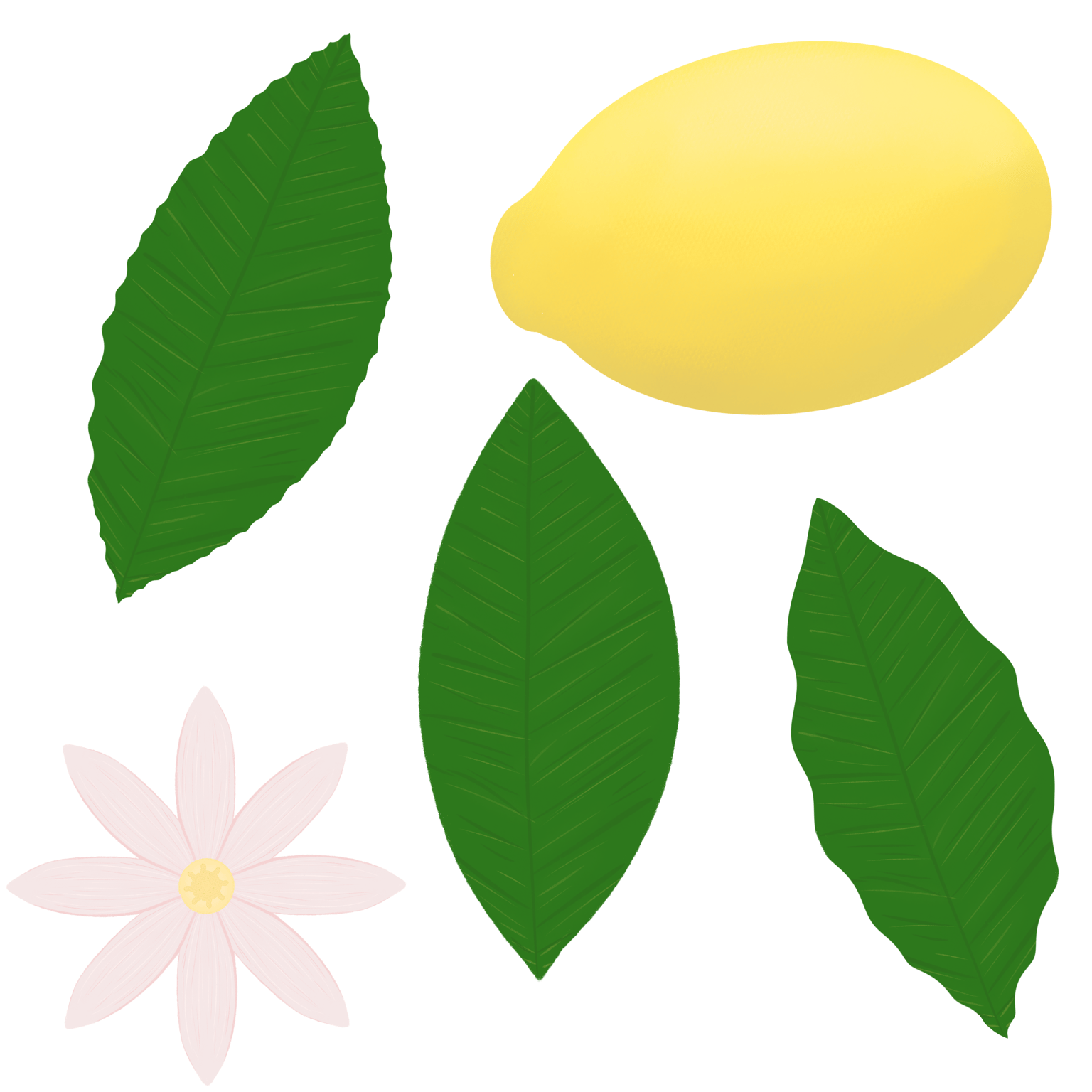 Lemon tree - image 2 - student project