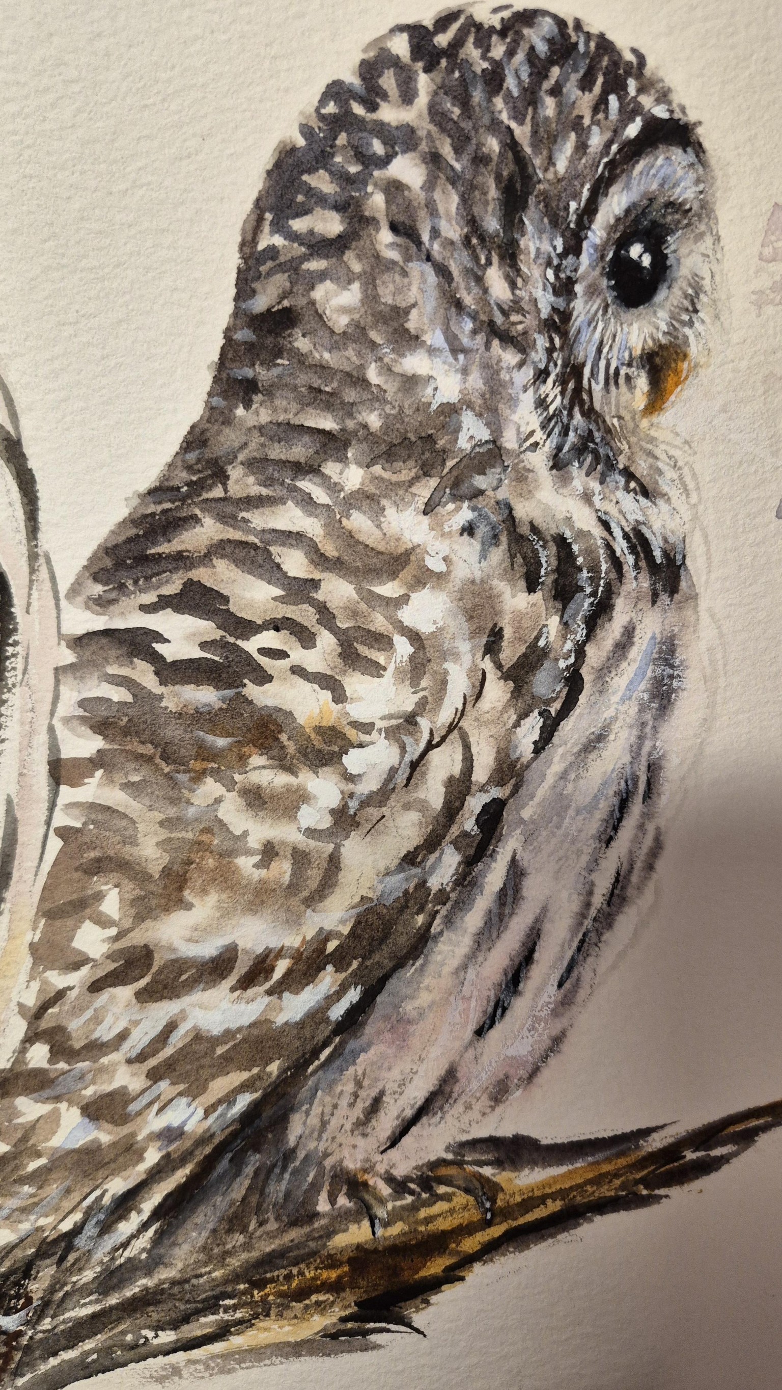 7 Days of Owls Sketchbook Challenge: Ink, Watercolor & Procreate Techniques to Level Up Your Art - image 7 - student project