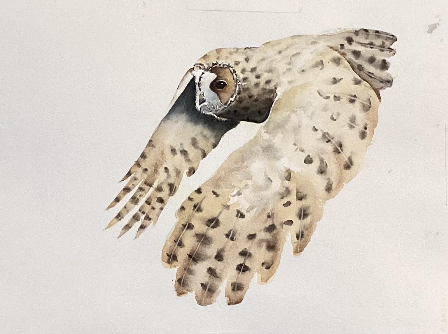 Mysterious Owl - image 1 - student project
