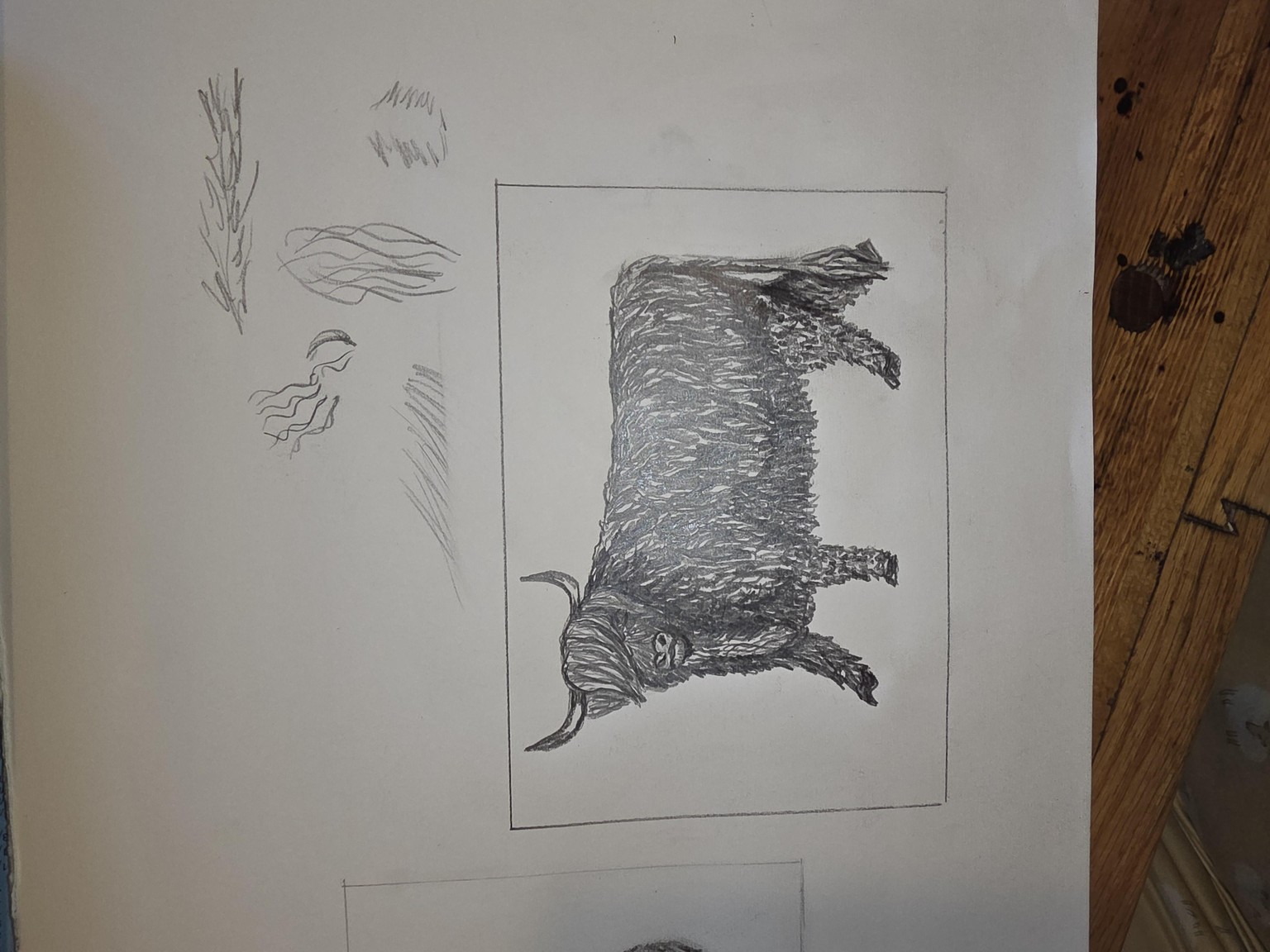 Highland Cow - image 1 - student project