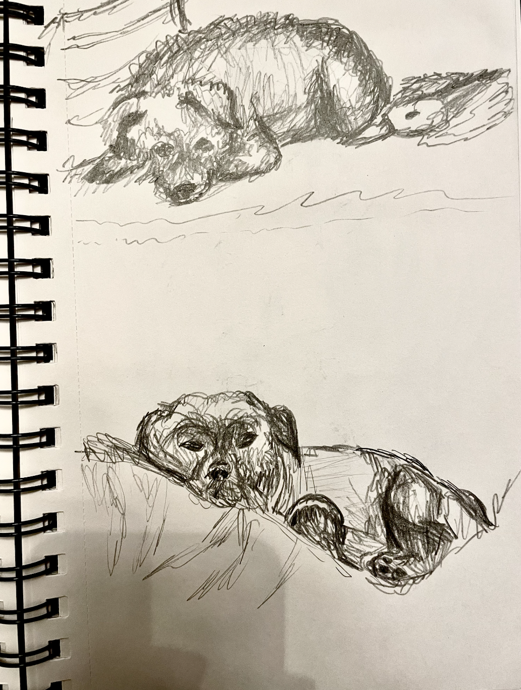My dogs - image 1 - student project