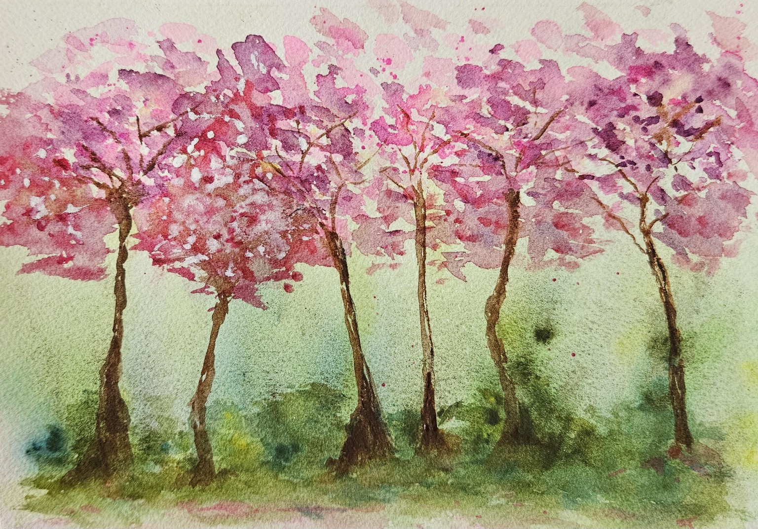 Sakura cherry blossoms - image 2 - student project