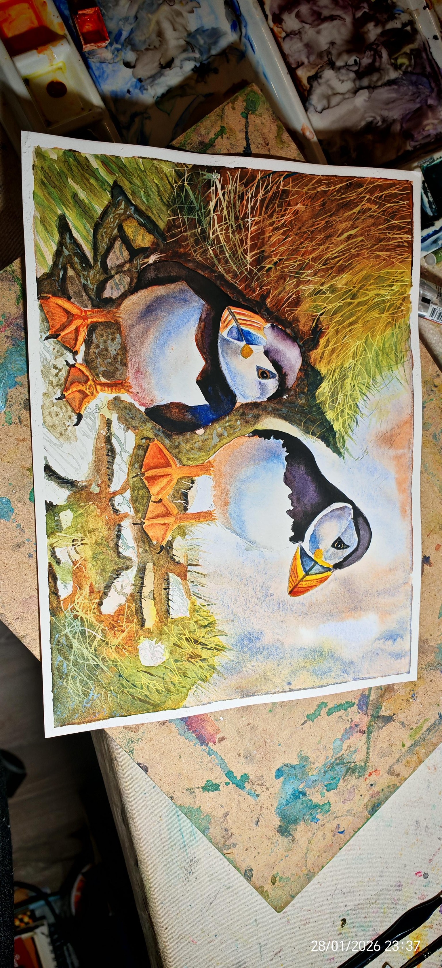 Puffins - image 1 - student project
