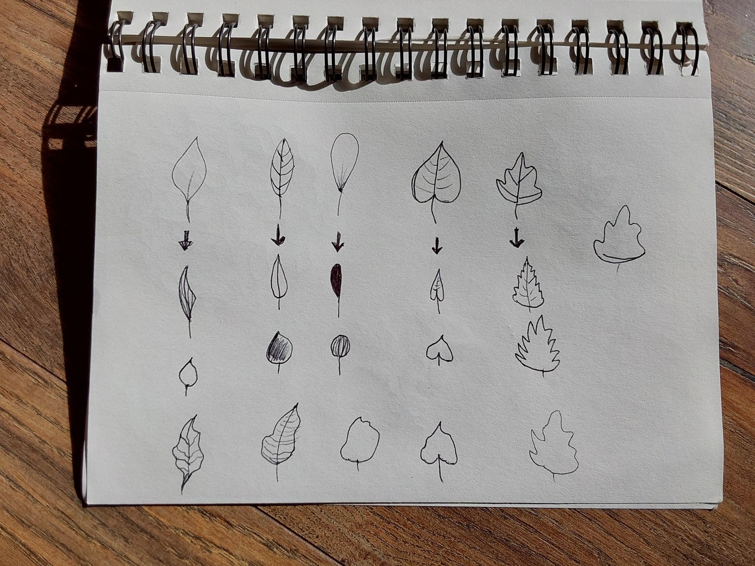 Lots of leaves - image 2 - student project