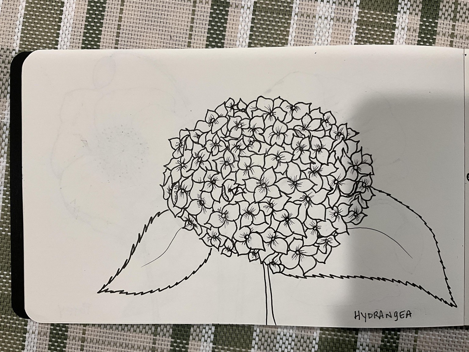 Botanical Drawing for Beginners - image 3 - student project
