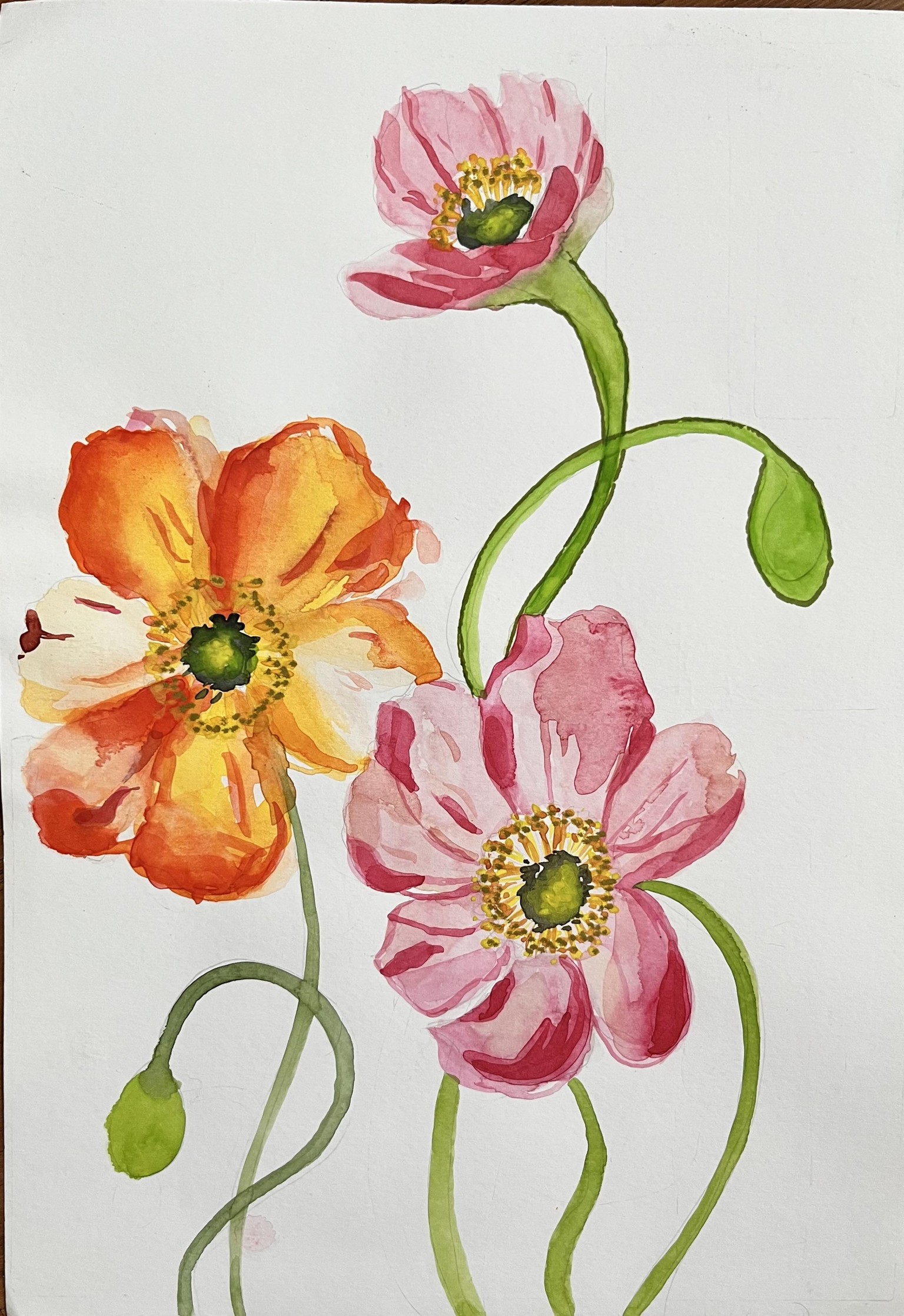 Watercolor Icelandic Poppies - image 1 - student project