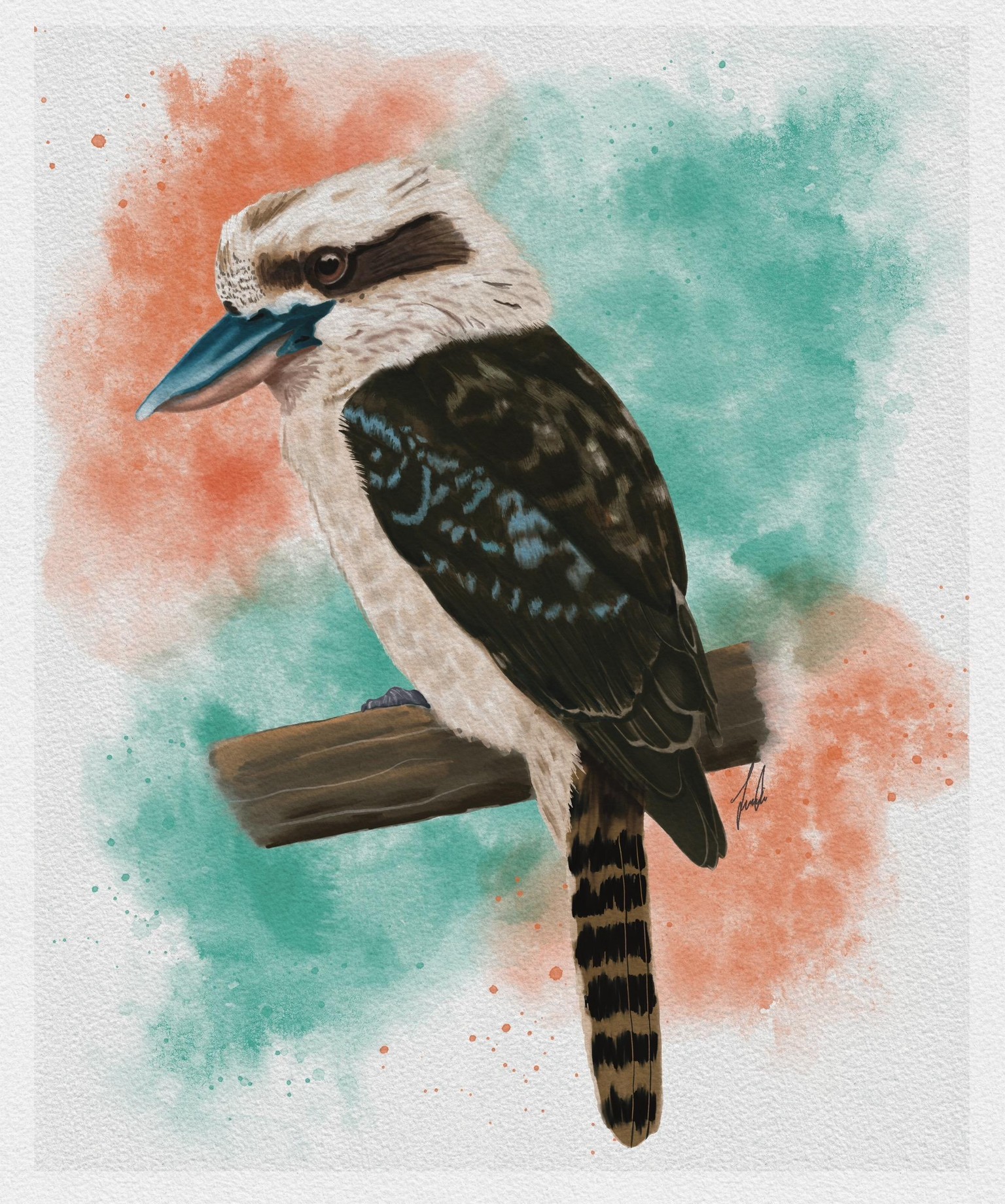 Kookaburra - image 1 - student project