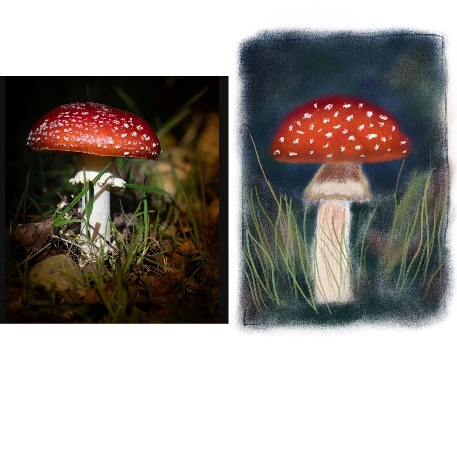 Toadstool - image 2 - student project