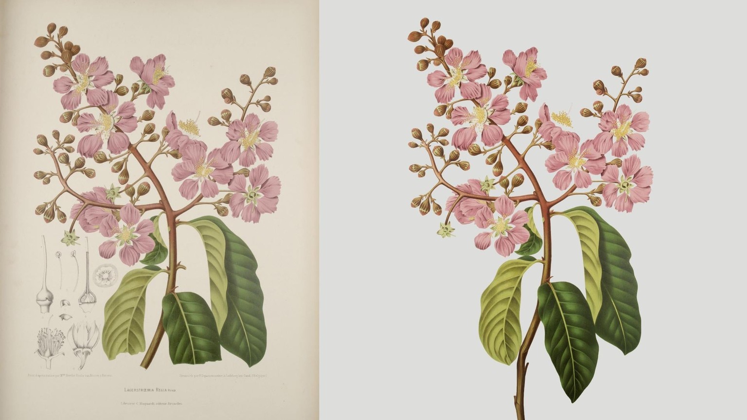 Vintage Botanical Print Restoration - image 1 - student project