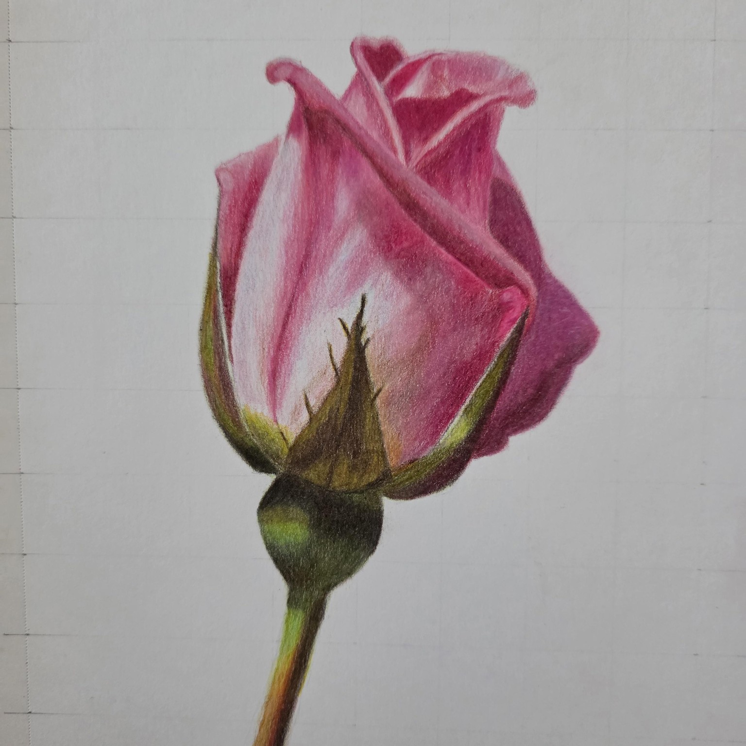 Rose in colored pencil - image 1 - student project