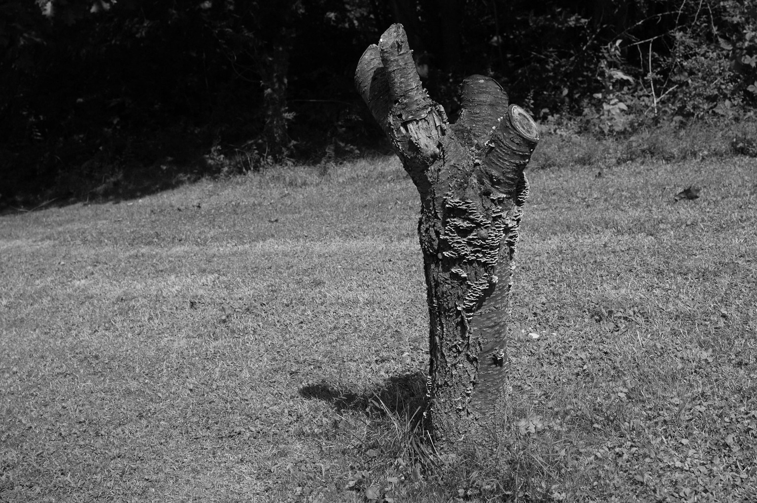 B&W Yard Photos - image 2 - student project