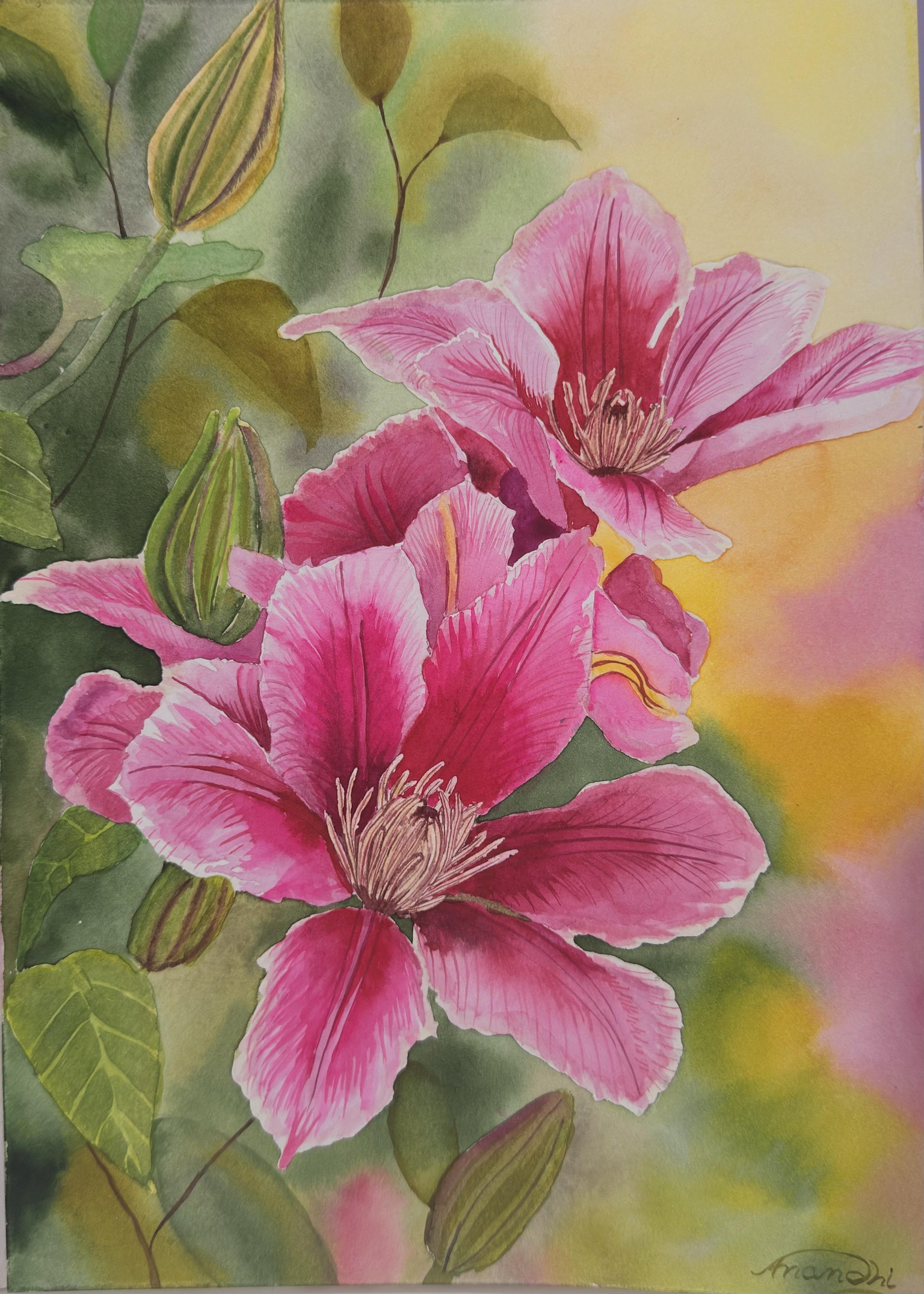 Clematis in watercolor - image 1 - student project