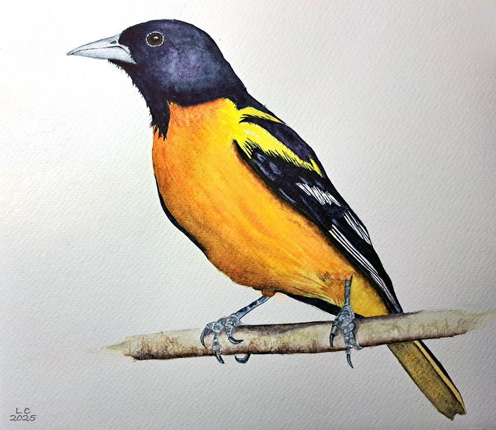 Watercolour Oriole - image 1 - student project