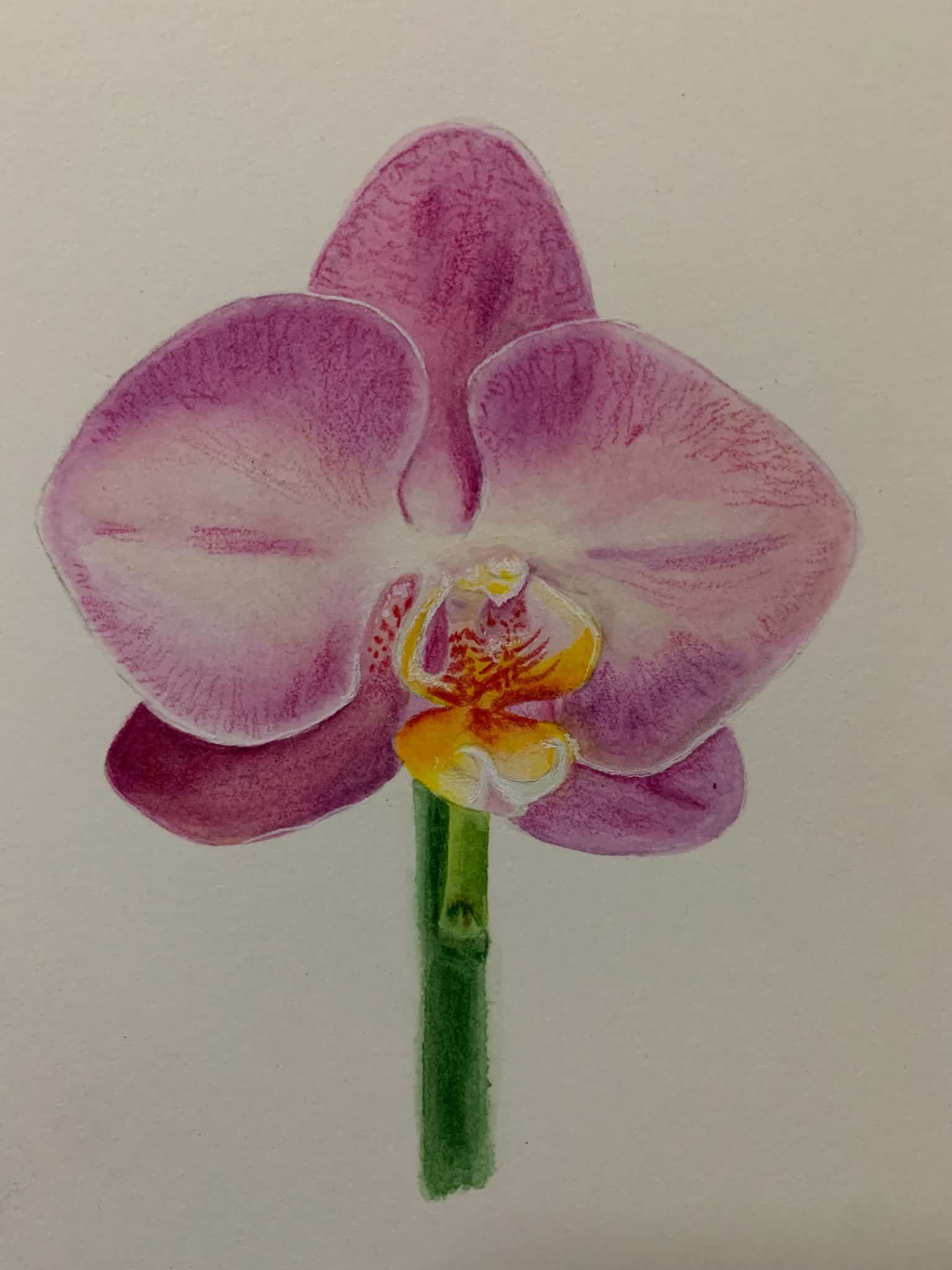 Orchid - image 1 - student project