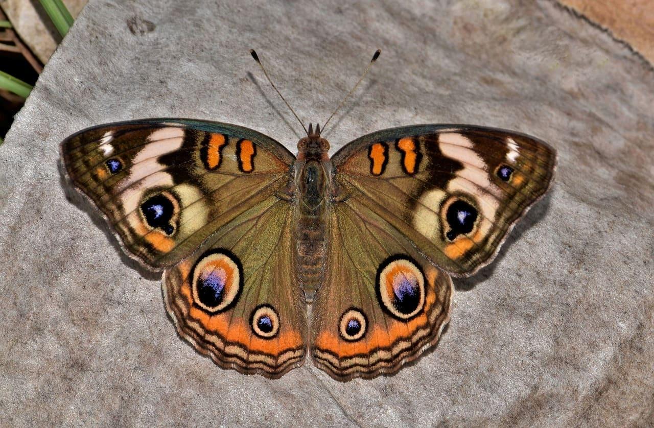 Butterfly - image 2 - student project