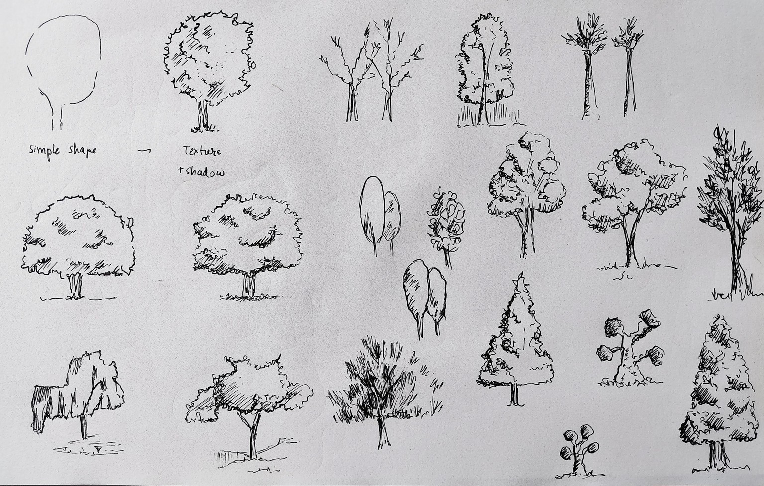 ~Trees🌳🌴🌲 - image 1 - student project