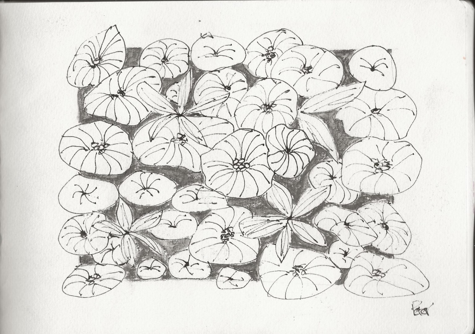 Botanic Bliss Sketches - image 2 - student project