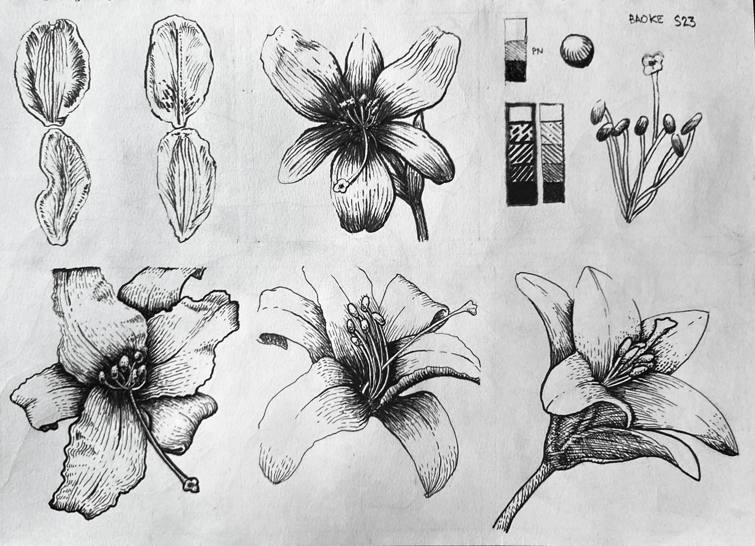 Intricate Pen & Ink - image 2 - student project