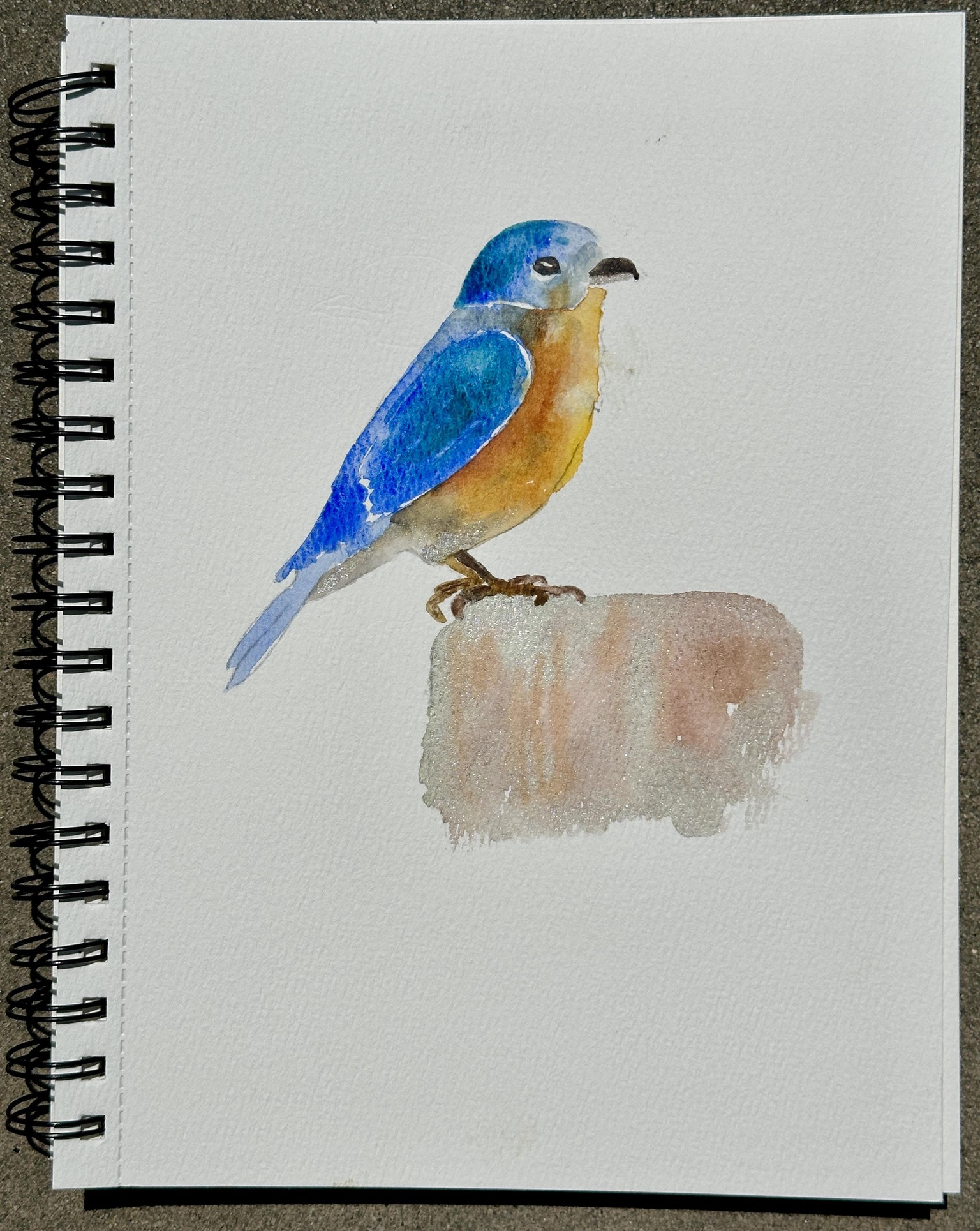 Watercolor BlueBird - image 3 - student project