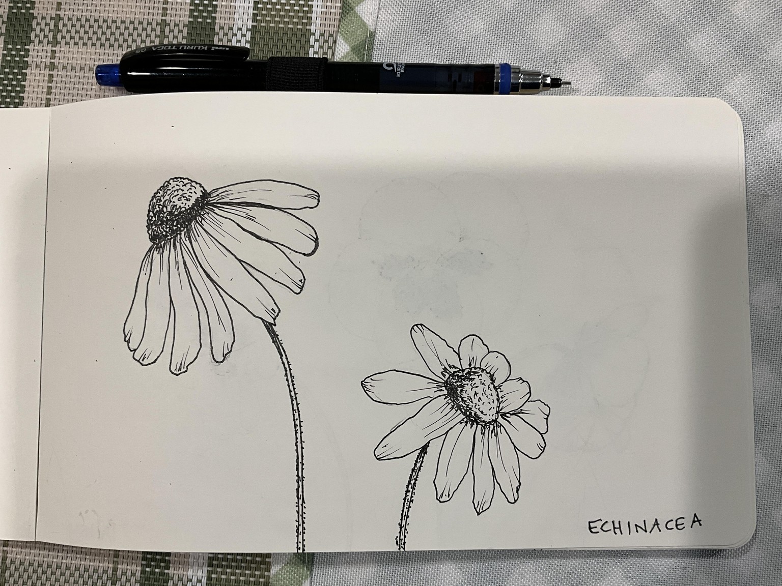Botanical Drawing for Beginners - image 2 - student project