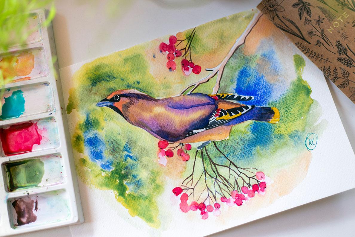 Bohemian Waxwing - image 1 - student project