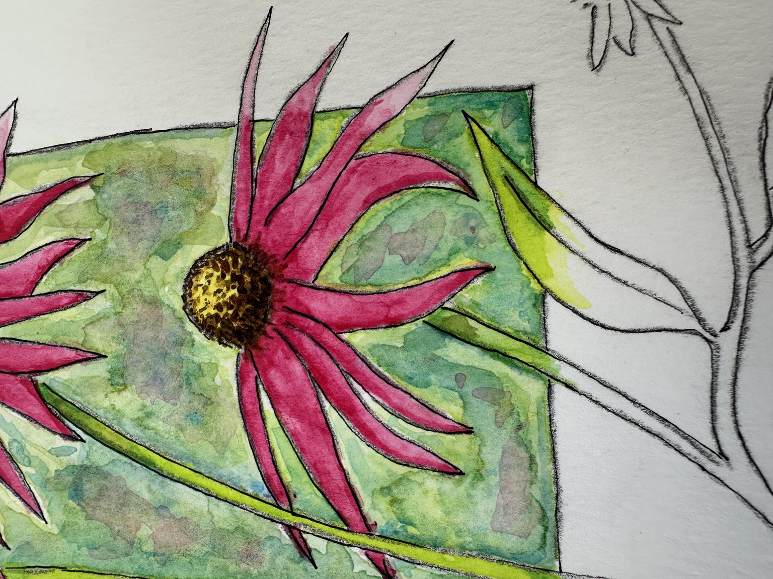 Echinacea - image 2 - student project