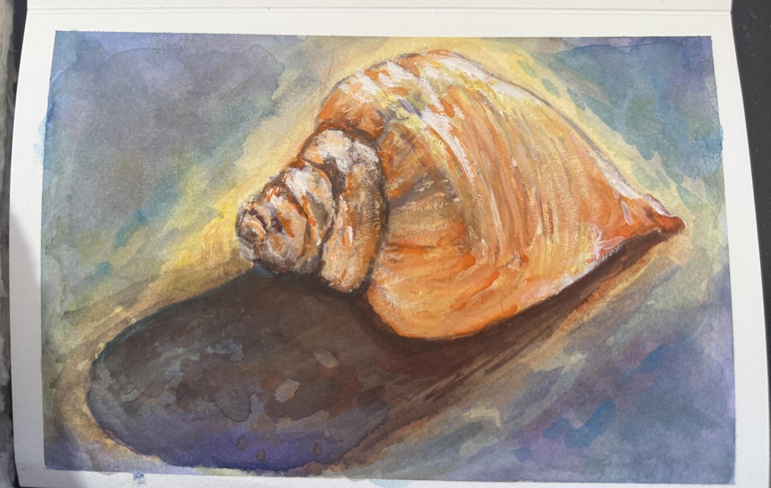 Shell in Watercolour - image 1 - student project