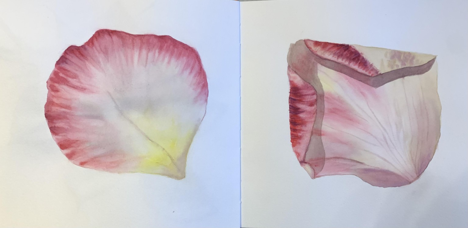 My watercolour rose - image 2 - student project