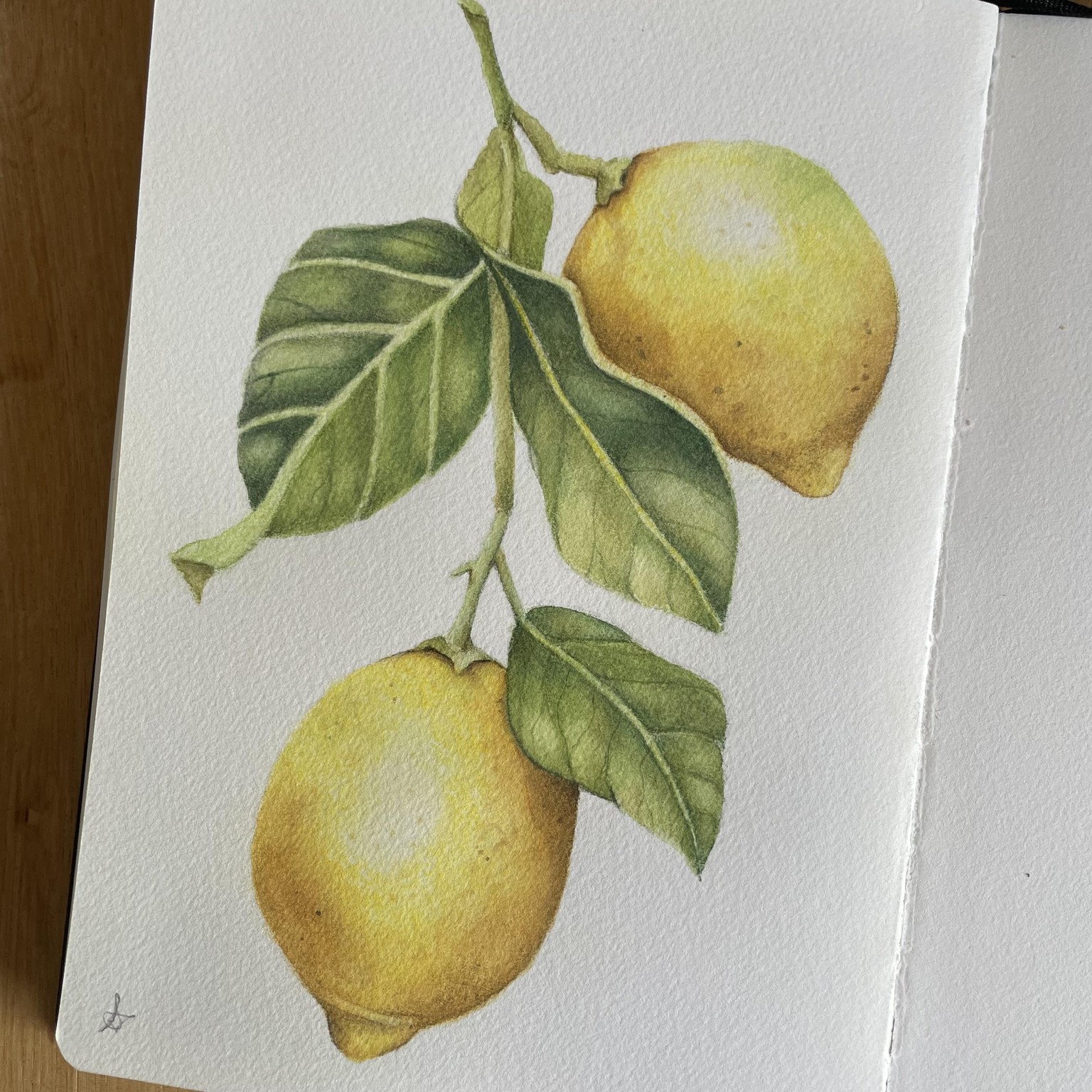 Lemons - Watercolor pencils - image 1 - student project