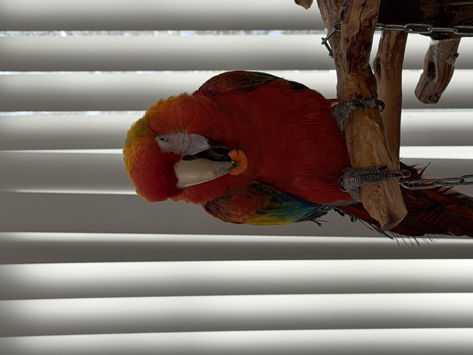 My painted macaw and my real one - image 2 - student project
