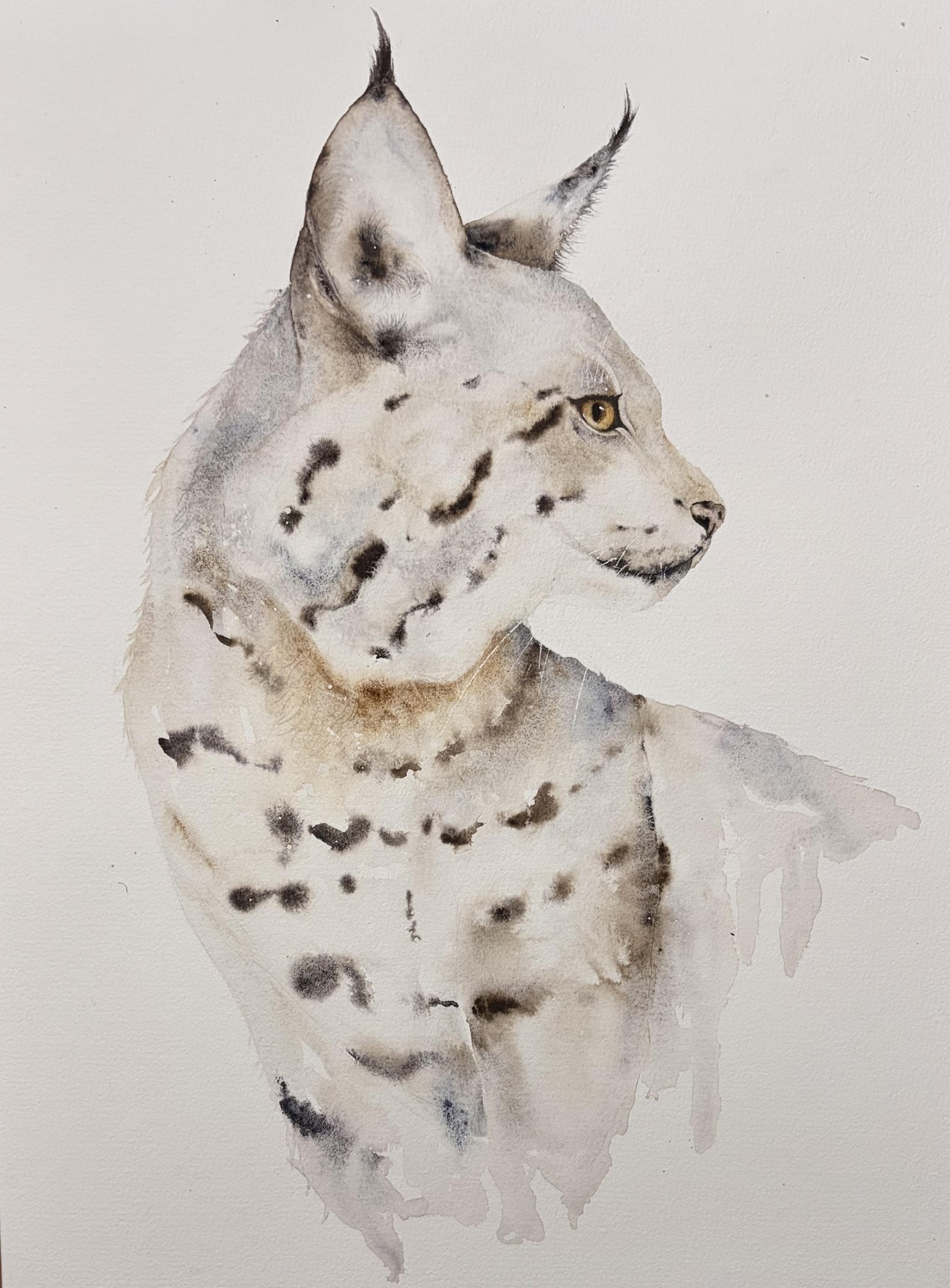 Lynx - image 1 - student project