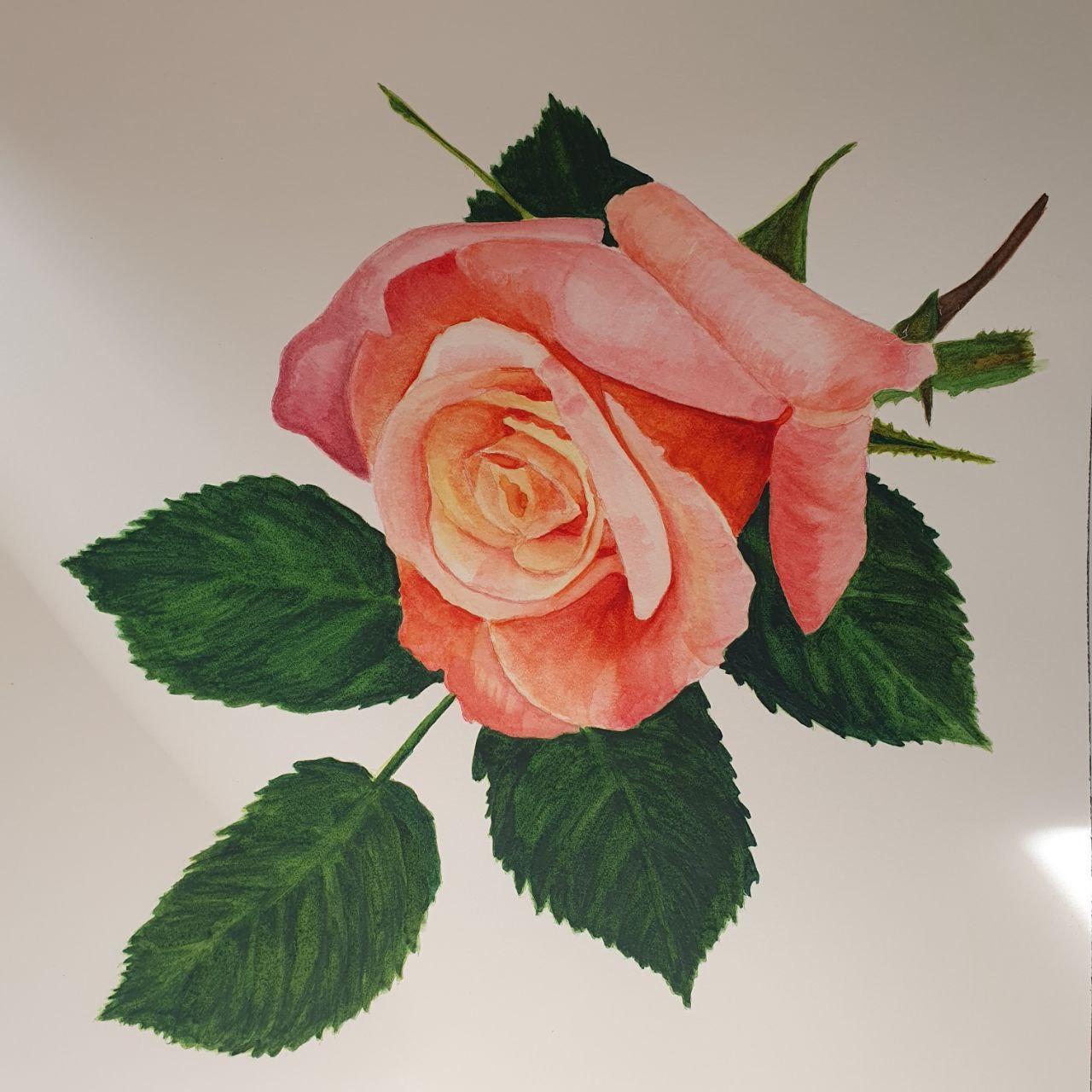 My Realistic Rose painting - image 1 - student project