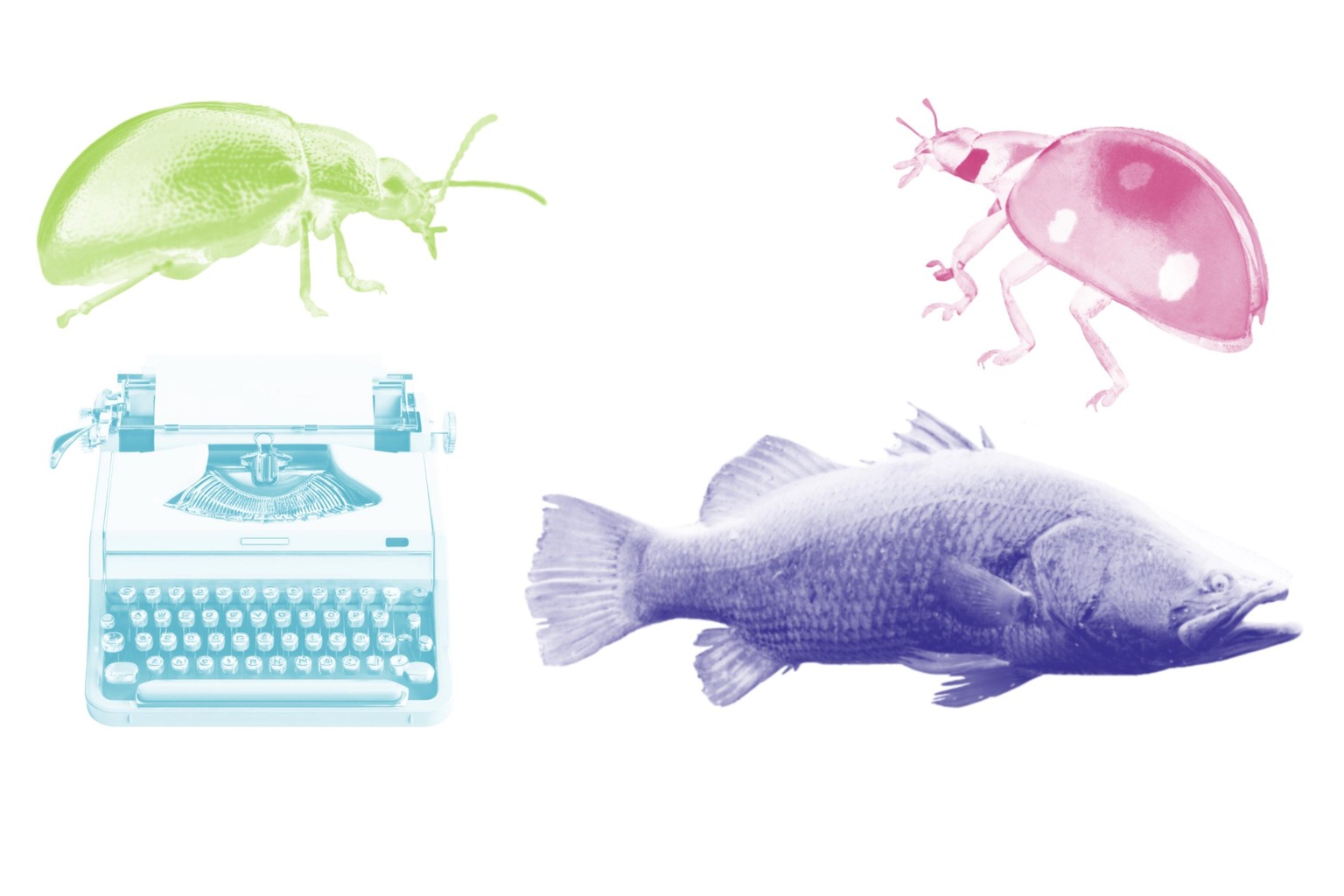 Insects, Fish & a Typewriter - image 1 - student project