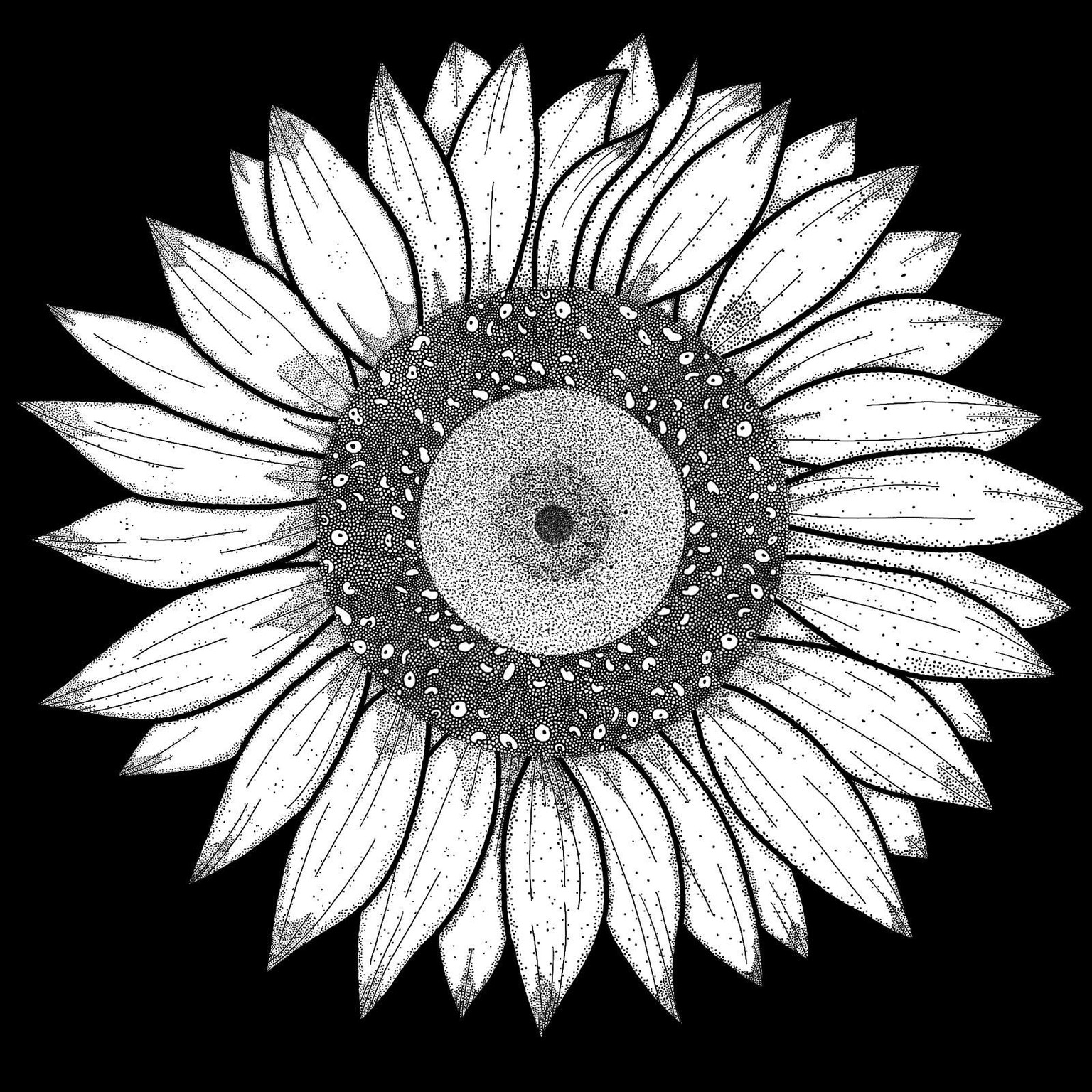 3 times sunflower - image 2 - student project