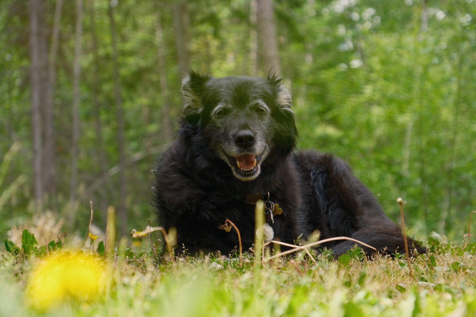 Moberly the Mutt - image 2 - student project