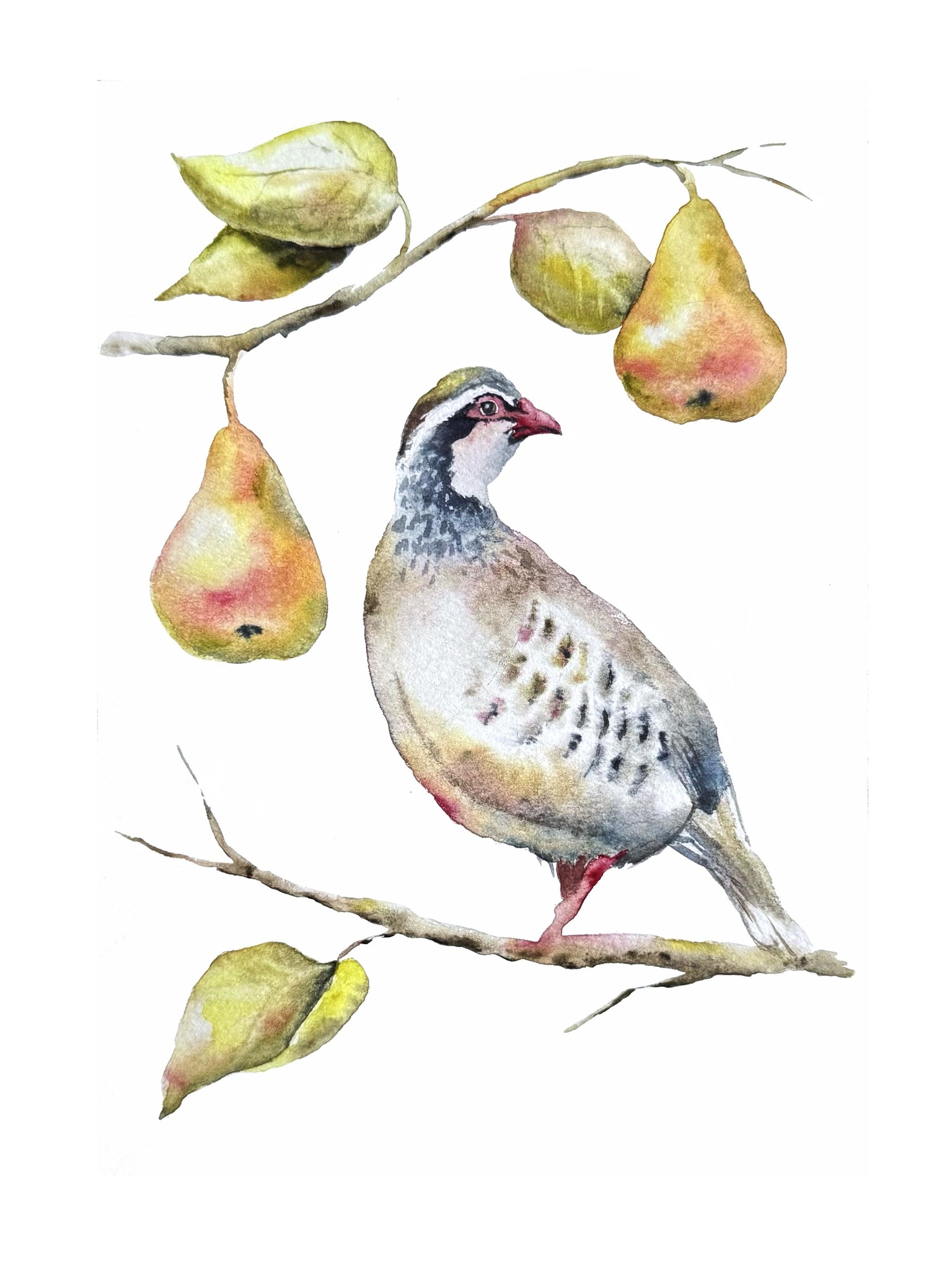 Partridge and the Pear Tree - image 1 - student project