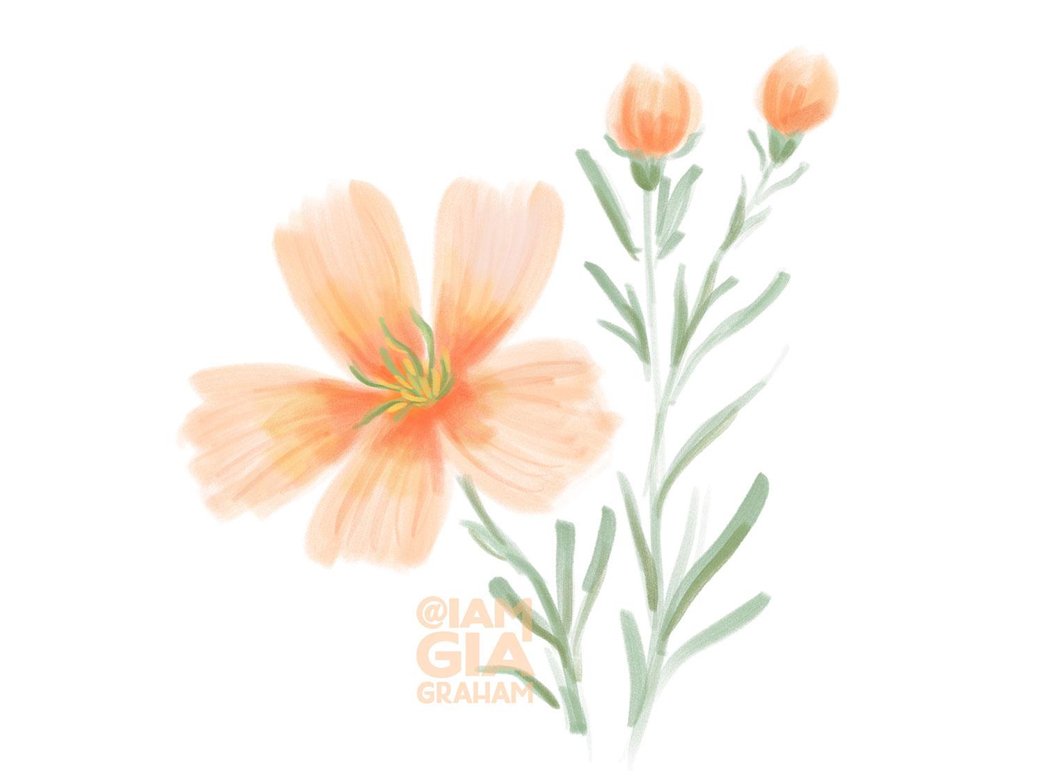 Wildflower Sketches - image 2 - student project
