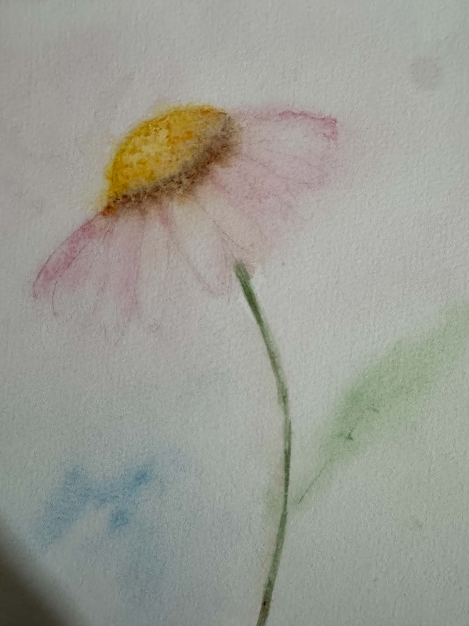 loose coneflower-atmospheric watercolor with soft background - image 2 - student project