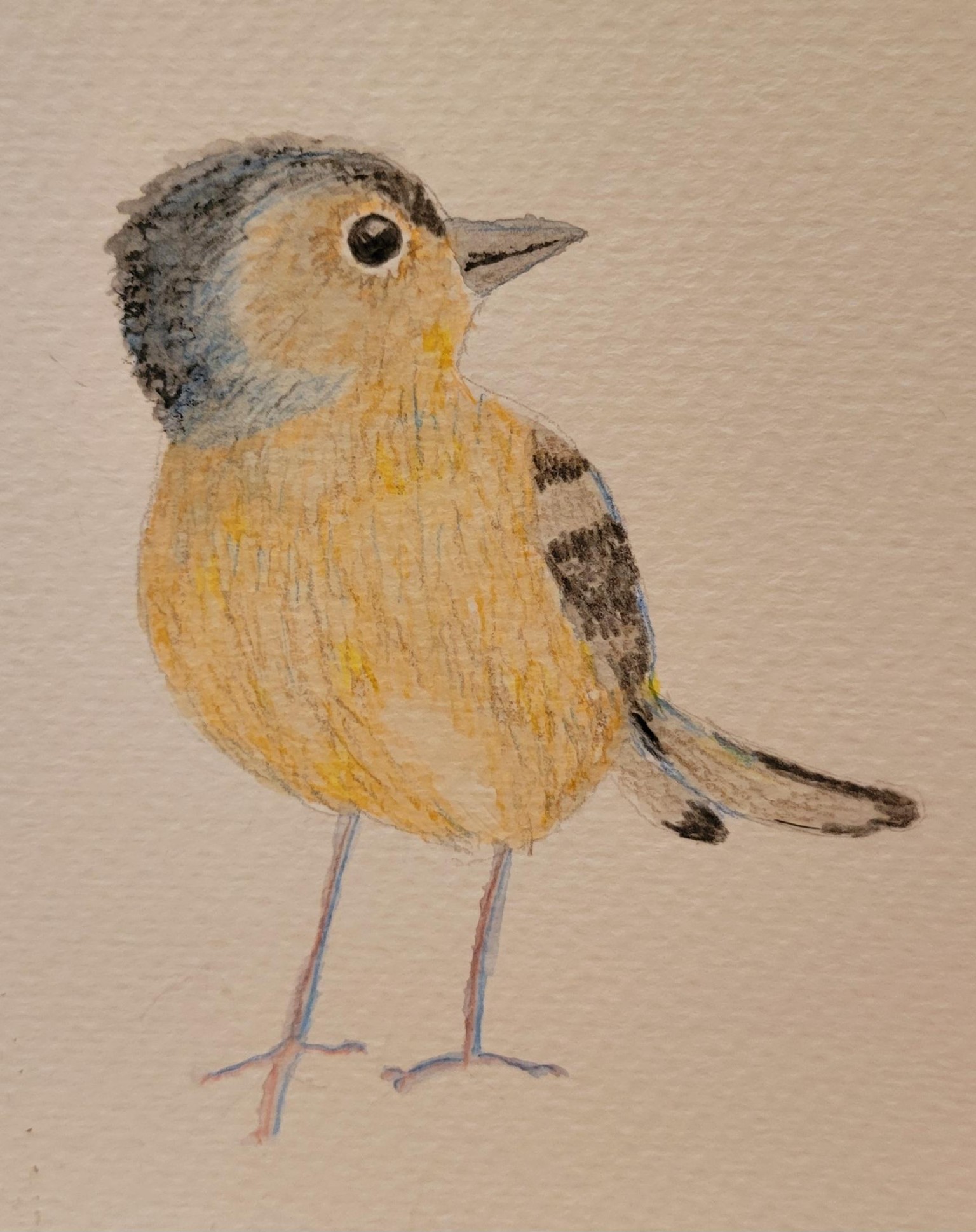 Colorful bird - image 1 - student project