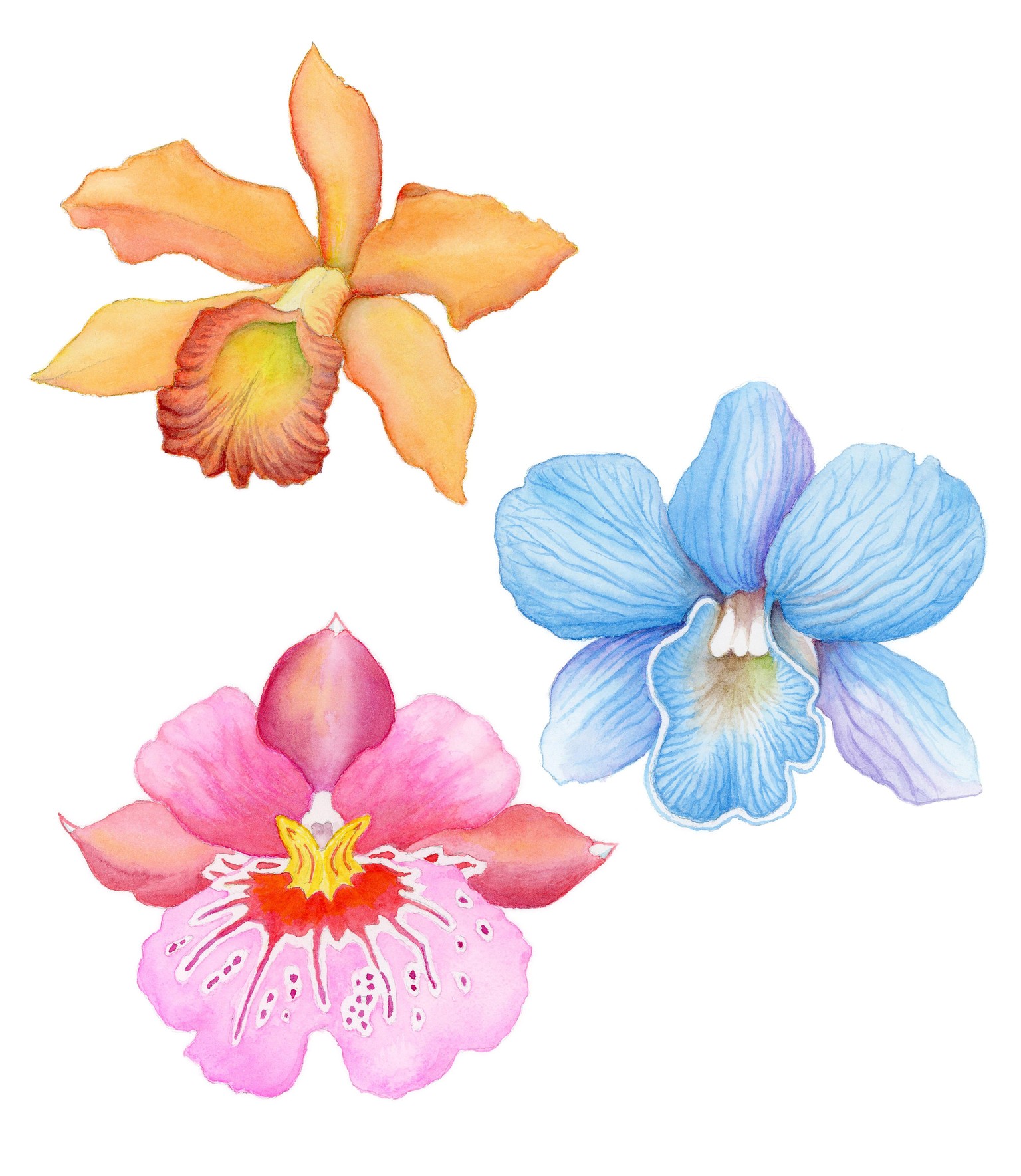 All three Orchids - image 1 - student project
