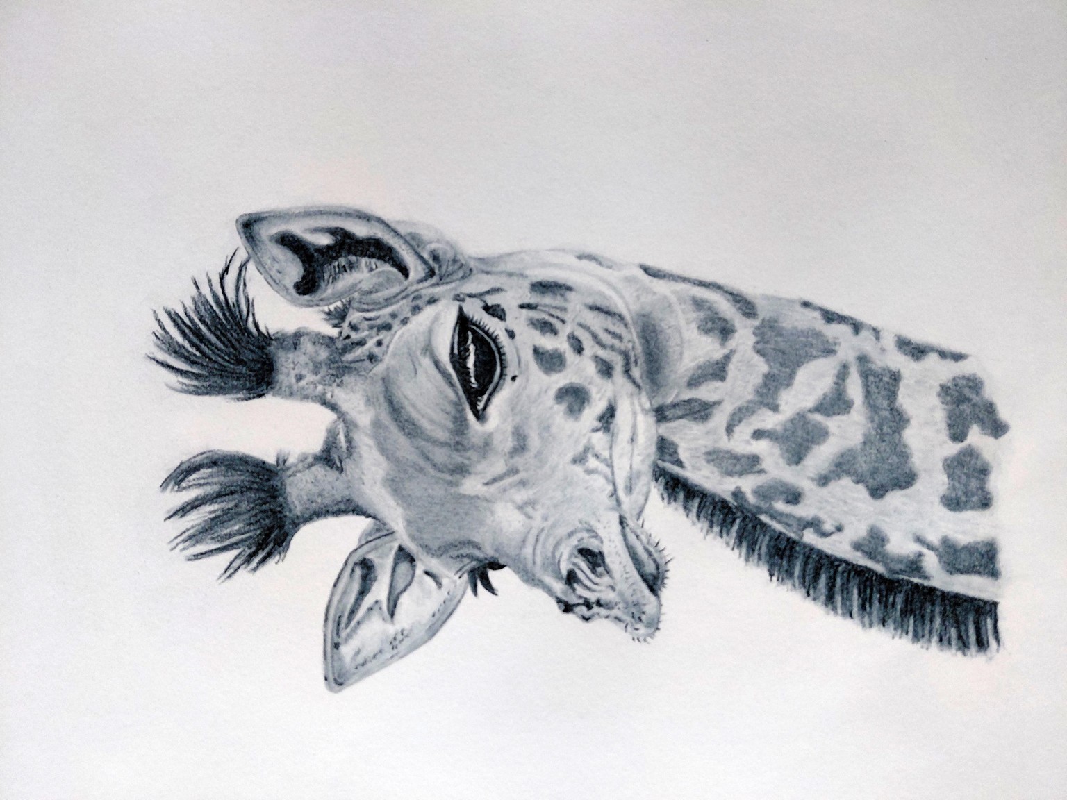 Giraffe in charcoal - image 1 - student project