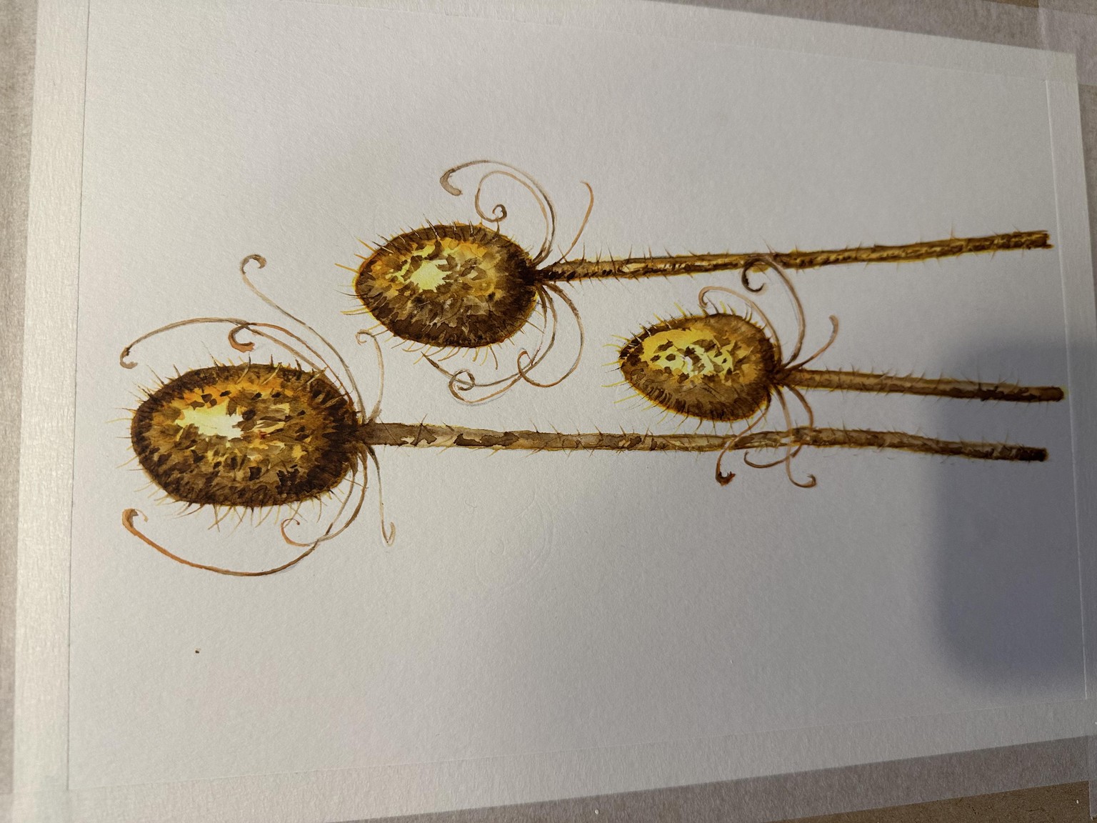 Golden Teasels - image 2 - student project