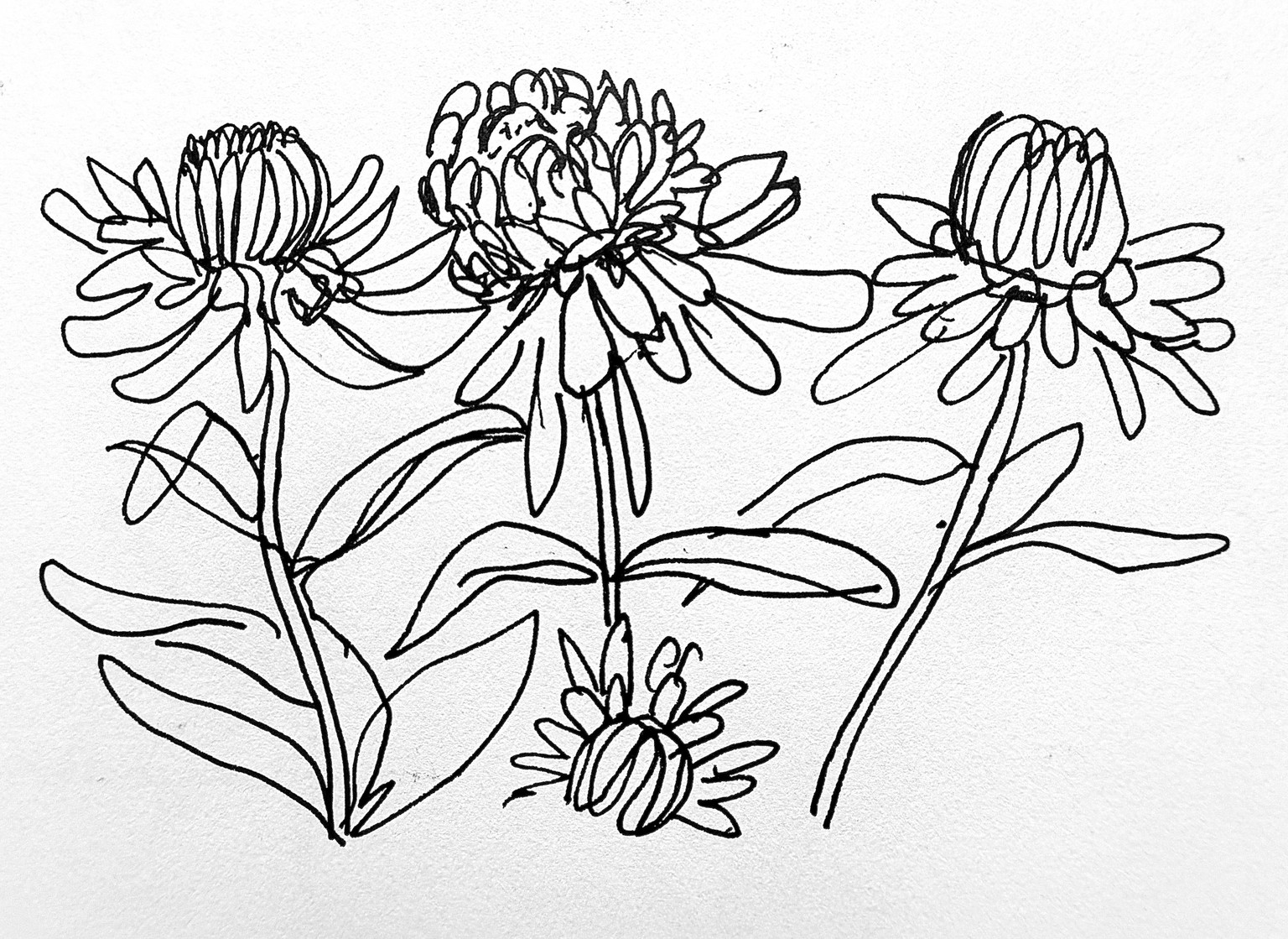 Flowers from my garden - image 4 - student project