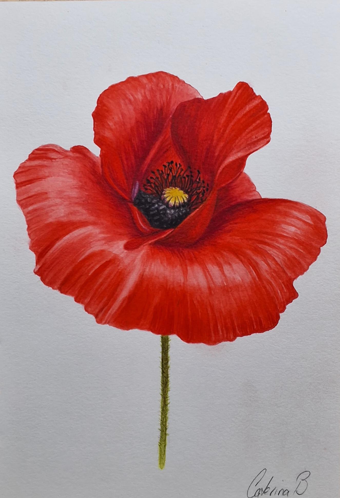 Red poppy in watercolour - image 1 - student project